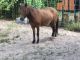 Purebred Horses for sale in Orange Park, FL 32073, USA. price: $800