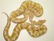 Pygmy python Reptiles for sale in Phoenix, AZ, USA. price: NA