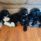 Pyredoodle Puppies