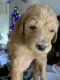 Pyredoodle Puppies for sale in Phoenix, AZ, USA. price: $4,000