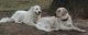 Pyrador - Labrador/Pyrenees puppies