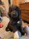Pyredoodle Puppies for sale in Red Bluff, CA 96080, USA. price: NA