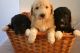 Pyredoodle Puppies for sale in Phoenix, AZ, USA. price: $500