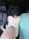 Pyredoodle Puppies for sale in Sumterville, FL 33585, USA. price: $800