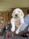 Pyredoodle Puppies for sale in Ansonia, OH 45303, USA. price: $1,100