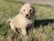 Pyredoodle Puppies for sale in Farmington, CA, USA. price: $1,100
