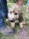 Pyredoodle Puppies for sale in Englewood, TN 37329, USA. price: NA