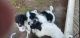 Pyredoodle Puppies for sale in Swansboro, NC, USA. price: $350