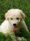 Pyredoodle Puppies for sale in Cullman, AL, USA. price: $500