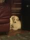 Pyredoodle Puppies for sale in Garland, Texas. price: $350