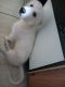 Pyrenean Mastiff Puppies for sale in Alvarado, TX 76009, USA. price: NA