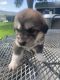 Pyrenean Mastiff Puppies for sale in Winnemucca, NV 89445, USA. price: NA
