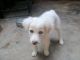 Pyrenean Mastiff Puppies for sale in Srikakulam, Andhra Pradesh 532001, India. price: 2500 INR