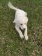 Pyrenean Mastiff Puppies for sale in 7823 Poitiers Dr, Houston, TX 77071, USA. price: NA