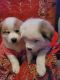 Pyrenean Mastiff Puppies for sale in Marietta, GA, USA. price: NA