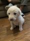 Pyrenean Mastiff Puppies for sale in Austin, TX, USA. price: NA
