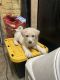 Pyrenean Shepherd Puppies for sale in Hayfork, CA, USA. price: NA