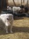 Pyrenean Shepherd Puppies for sale in Lubbock, TX, USA. price: NA