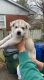 Pyrenean Shepherd Puppies for sale in Lexington, KY, USA. price: $200