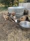 Pyrenean Shepherd Puppies for sale in Whitney, TX 76692, USA. price: $125