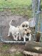 Pyrenean Shepherd Puppies for sale in Moulton, AL 35650, USA. price: $100