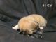 Pyrenean Shepherd Puppies for sale in Sullivan, MO 63080, USA. price: $400