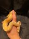 Python Reptiles for sale in El Paso St, El Paso, TX, USA. price: $450