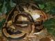 Python Reptiles