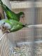 Quaker Parrot Birds for sale in Austin, TX, USA. price: $500