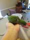 Quaker Parrot Birds for sale in Houston, TX, USA. price: NA