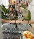 Quaker Parrot Birds for sale in El Paso, TX, USA. price: NA