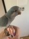Quaker Parrot Birds for sale in Buffalo, NY, USA. price: NA