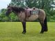 Quarter Horse Horses for sale in Birmingham, AL, USA. price: NA
