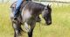 Quarter Horse Horses for sale in Ashburn, VA, USA. price: NA