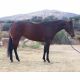 Quarter Horse Horses for sale in Dallas, TX 75270, USA. price: NA