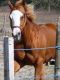 Quarter Horse Horses for sale in Shady Hills, FL 34610, USA. price: $6,000