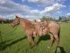 Quarter Horse Horses for sale in Casper, WY, USA. price: NA