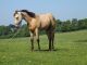Quarter Horse Horses for sale in Ann Arbor, MI, USA. price: NA