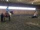Quarter Horse Horses for sale in Seattle, WA, USA. price: NA