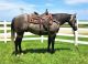 Quarter Horse Horses for sale in Sun City, AZ, USA. price: NA