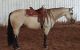 Quarter Horse Horses for sale in Raleigh, NC, USA. price: NA