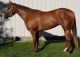 Quarter Horse Horses for sale in La Mirada, CA 90638, USA. price: NA