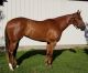 Quarter Horse Horses for sale in Arlington, TN 38002, USA. price: NA