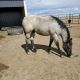 Quarter Horse Horses for sale in Byers, CO 80103, USA. price: NA