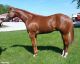 Quarter Horse Horses for sale in Los Angeles, CA, USA. price: NA