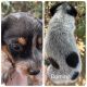 Queensland Heeler Puppies for sale in Marana, AZ, USA. price: $350