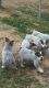 Queensland Heeler Puppies for sale in 75th Ave, Phoenix, AZ 85033, USA. price: $300