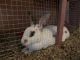Rabbit Rabbits for sale in Lutz, FL 33559, USA. price: $5