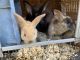 Rabbit Rabbits for sale in New London, NH 03257, USA. price: $20
