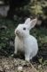 Rabbit Rabbits for sale in Ashiana - Digha Rd, Rukanpura, Patna, Bihar, India. price: 150 INR